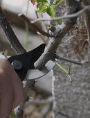 片手で綺麗に切れる！錆びにくく、軽い力でカットできるガーデニング用剪定バサミ【JM Gardening Tool】