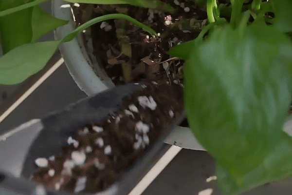 軽量でサクサク掘れる！丈夫で錆びにくい、目盛り付きガーデニング用スコップ【JM Gardening】